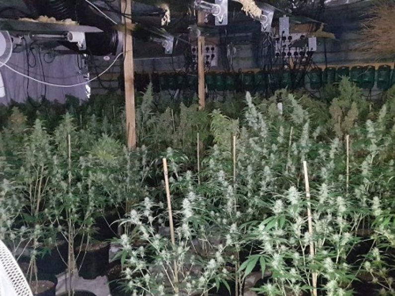 Two men arrested as gardaí close down growhouse with cannabis worth €432,000