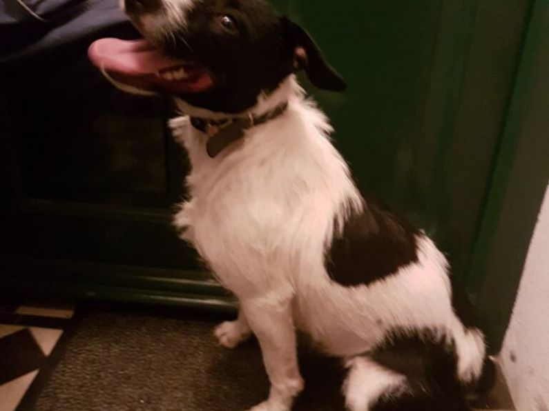 Found: a black and white pup