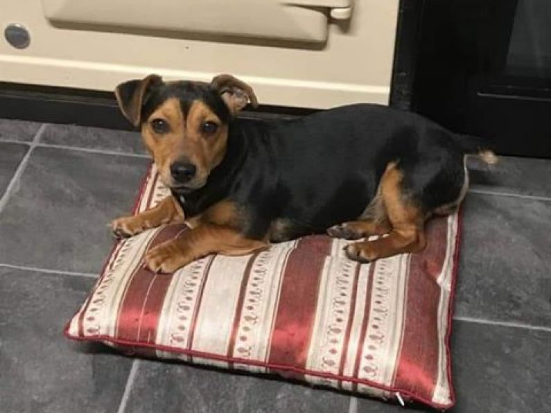 Lost: a miniature black and tan terrier