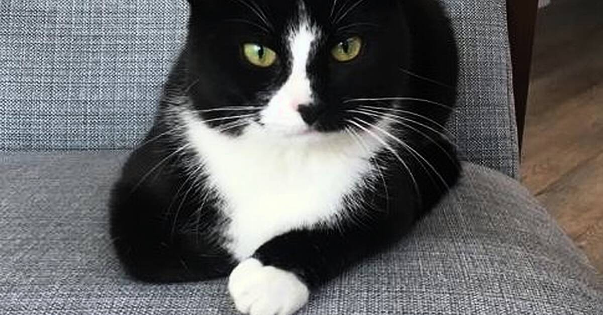 Missing: Much loved family cat from the Newtown area of Waterford City ...