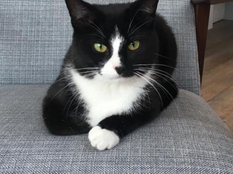 Missing: Much loved family cat from the Newtown area of Waterford City