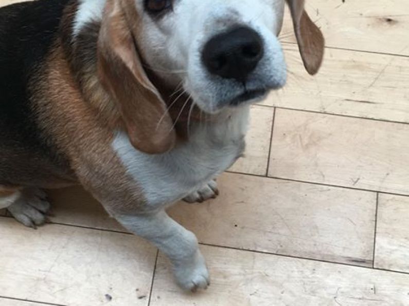 Lost: Beagle