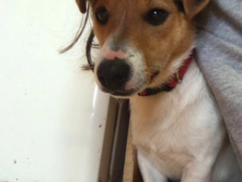 Lost: a white / tan Jack Russell