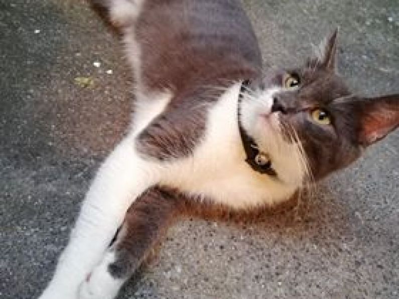 Lost a grey and white cat