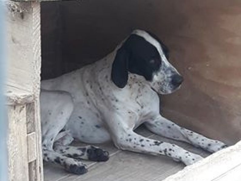 Found: a white and black Pointer