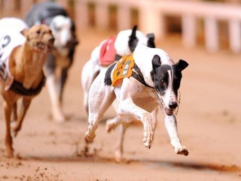 Strong words from the Irish Greyhound Board into last night's RTÉ documentary