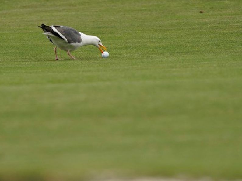 US Open: Woodland, birdies and seagulls star on day two