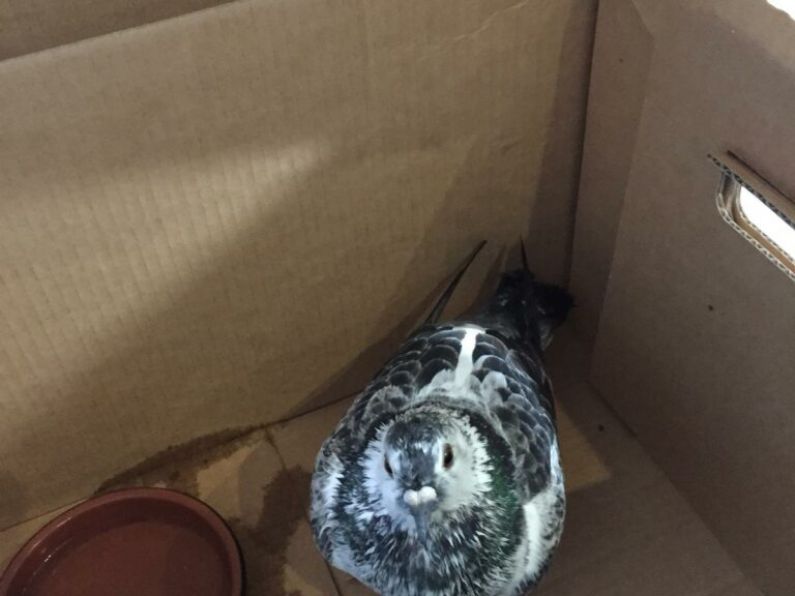 Found: Two pigeons at separate locations in Dungarvan and Ardmore.