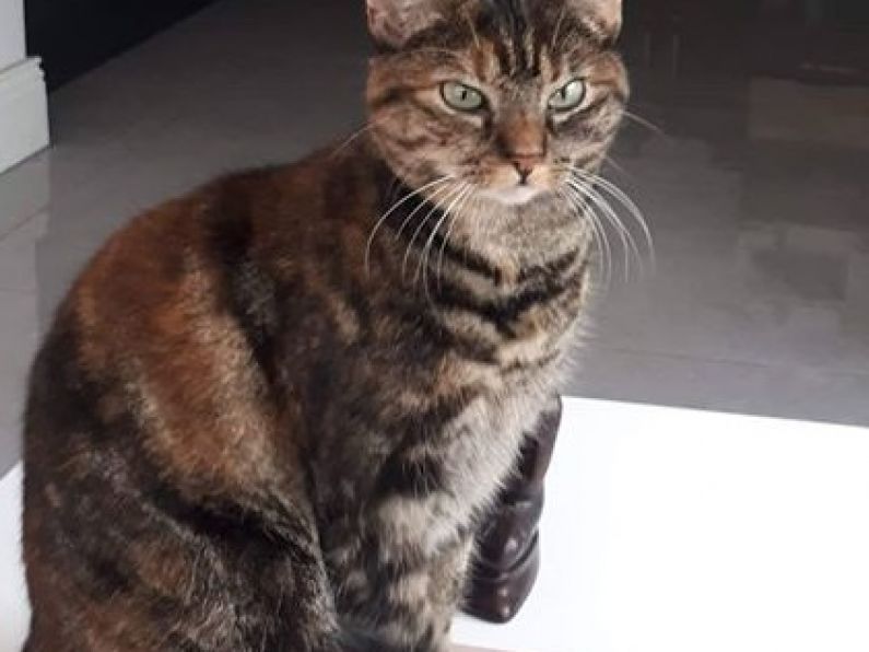 Missing: Pet cat from the Abbeyside area