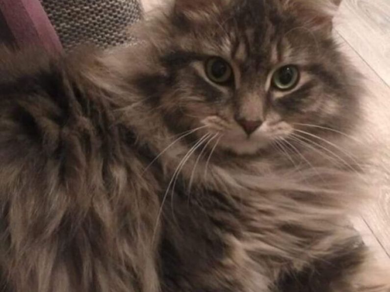 Lost: Male Tomcat