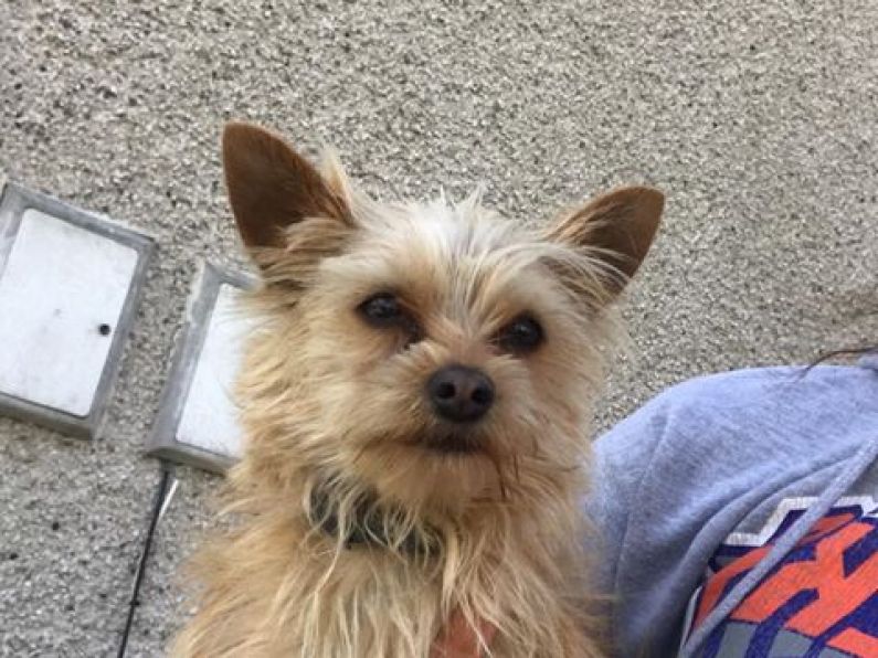 Found : Dog found