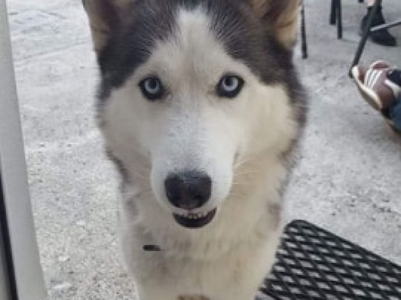 Lost: a male Husky