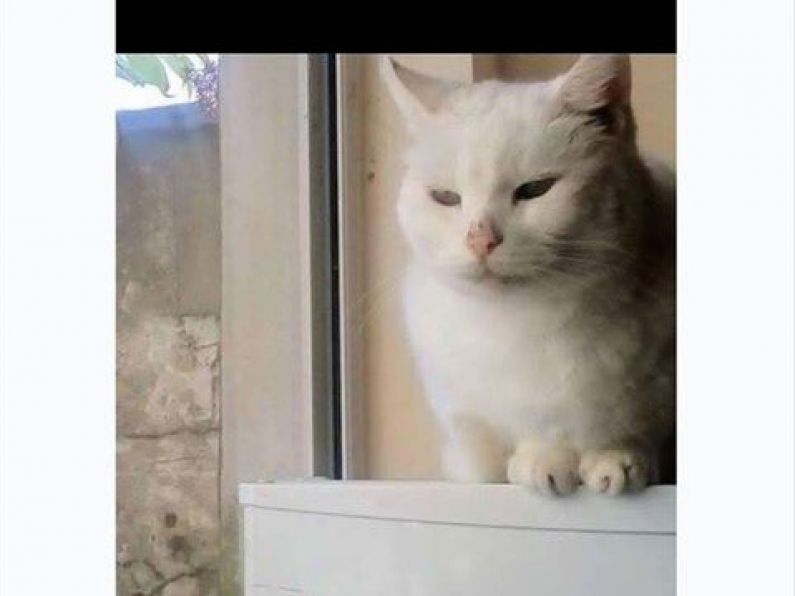 Lost: a white cat