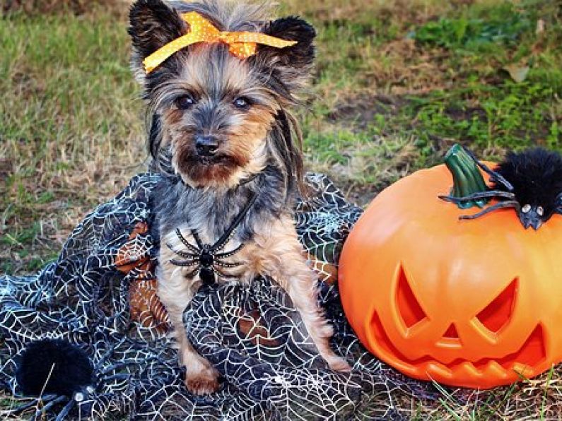 How to keep your pets safe this Halloween - Deise Today Thursday 31st October