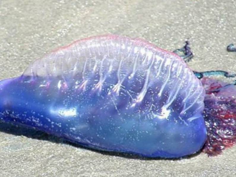 Warning issued for swimmers and walkers at Tramore Beach due to Portuguese Man-Of-War jellyfish