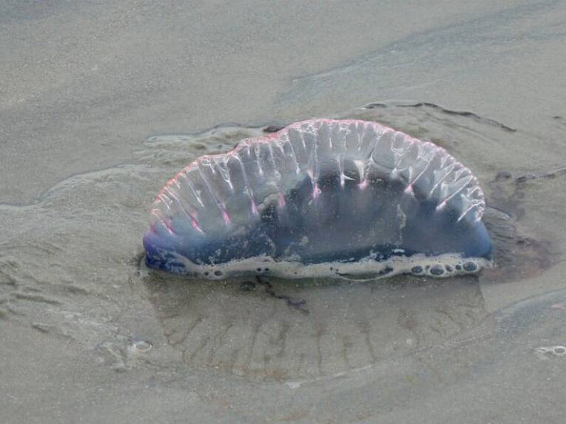 Notice placed at Ardmore, Clonea and Tramore beaches due to Portuguese Man-Of-War jellyfish