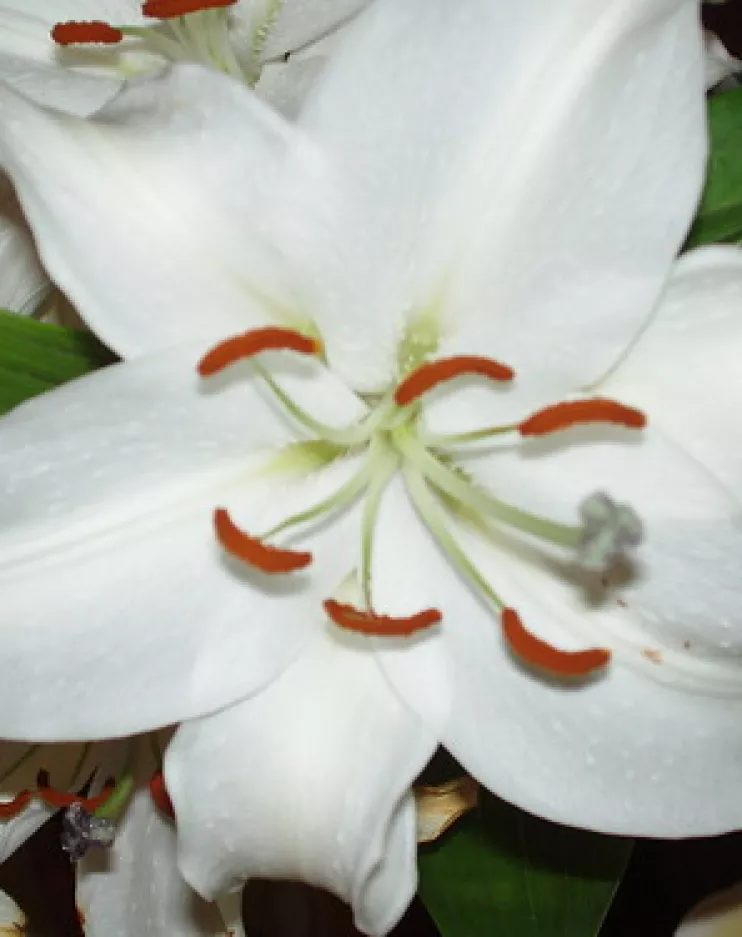 Elizabeth (Lily) Cullinane nee Moloney, Tower Road, Piltown, Co. Kilkenny