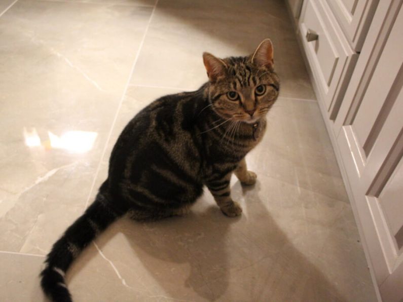 Lost: a brown tabby cat