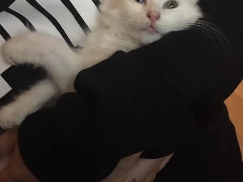 Lost: White Kitten