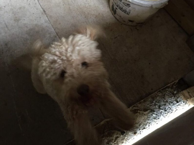 Found: a fawn bichon frise