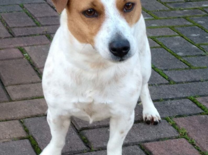 Found: a Jack Russell