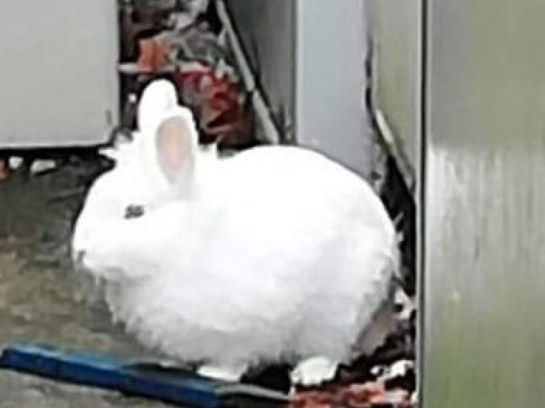 Found : A White Rabbit