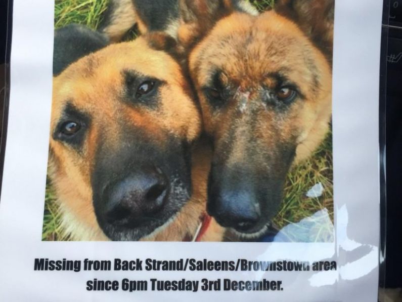 Lost: 2 German Shepherds