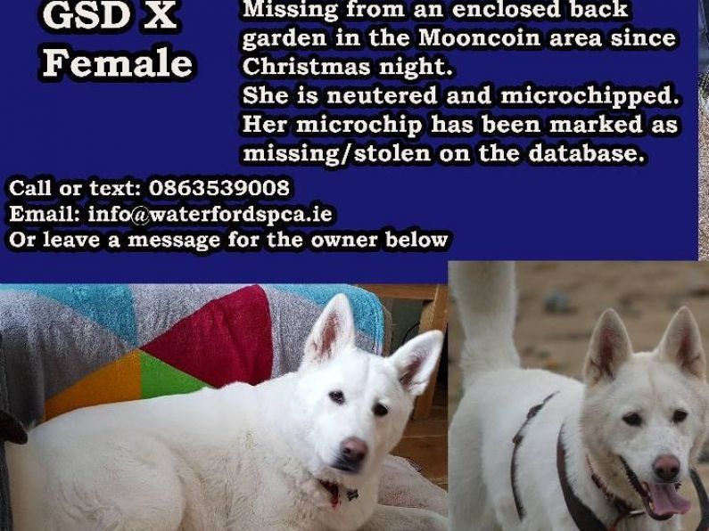 Lost : Female Dog missing from mooncoin area