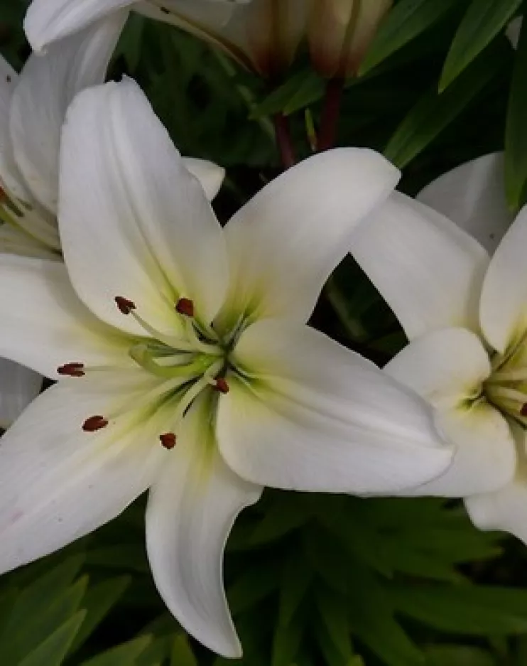 Diana Bolger, Rockenham, Ferrybank