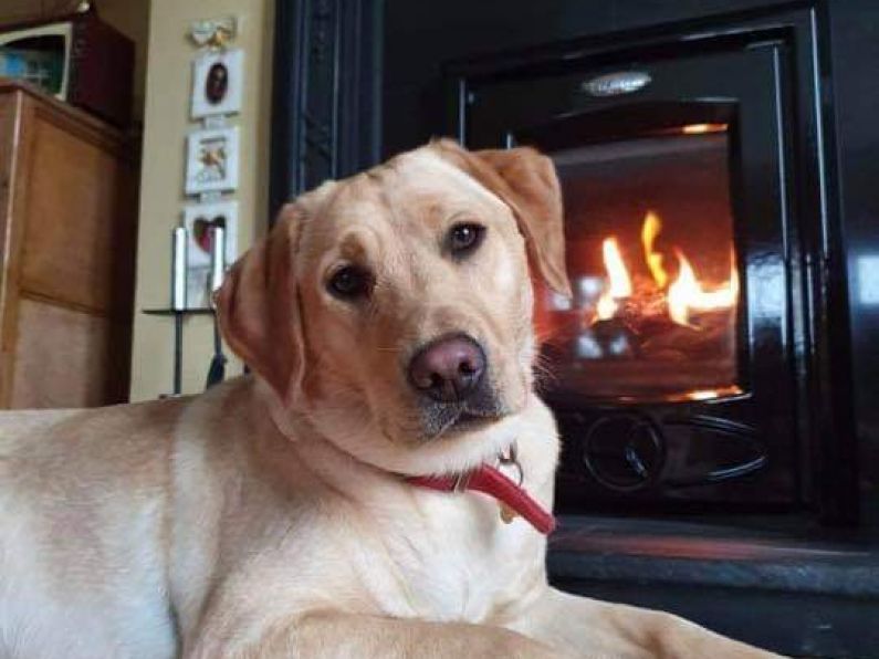 Lost: a young cream Labrador