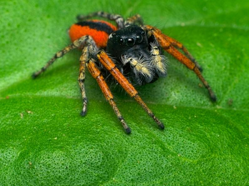 Jumping spider sighting in Dublin believed to be first in Ireland