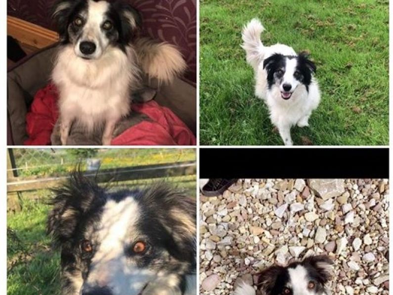 Lost: Female Collie