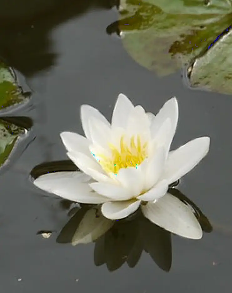 Phyllis Heffernan nee Power, Late of Garrymorris, Carrick on Suir