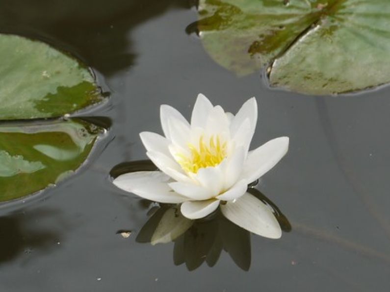 Phyllis Heffernan nee Power, Late of Garrymorris, Carrick on Suir