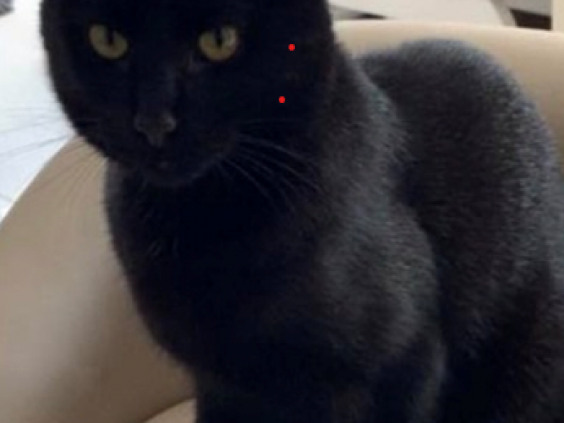 Lost: a pet black cat