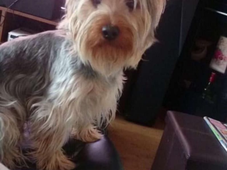 Lost : Male Yorkie