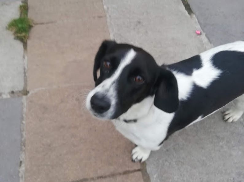 Lost: A black and white medium size dog