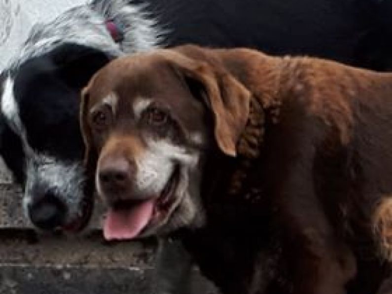 Missing: two dogs from the Knockanore/Tallow area