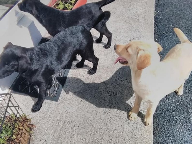 Found: Labrador Pups