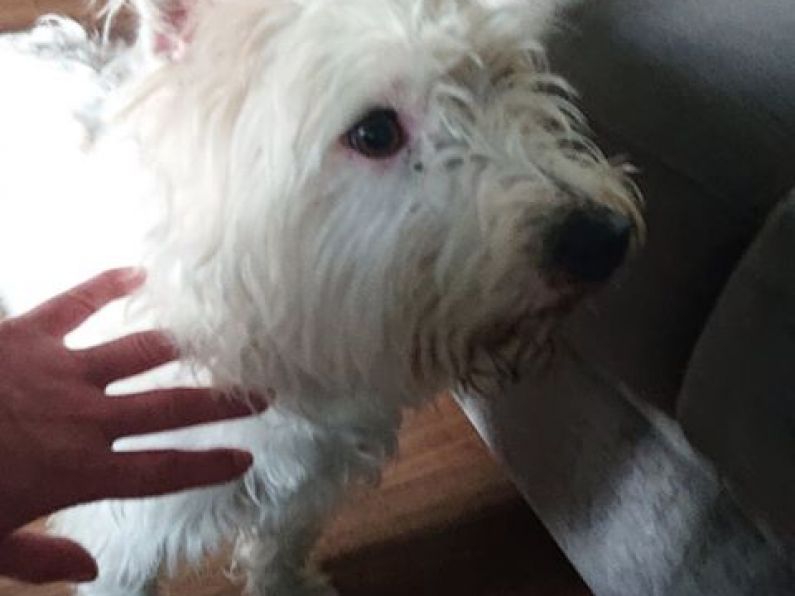 Found: a Westie