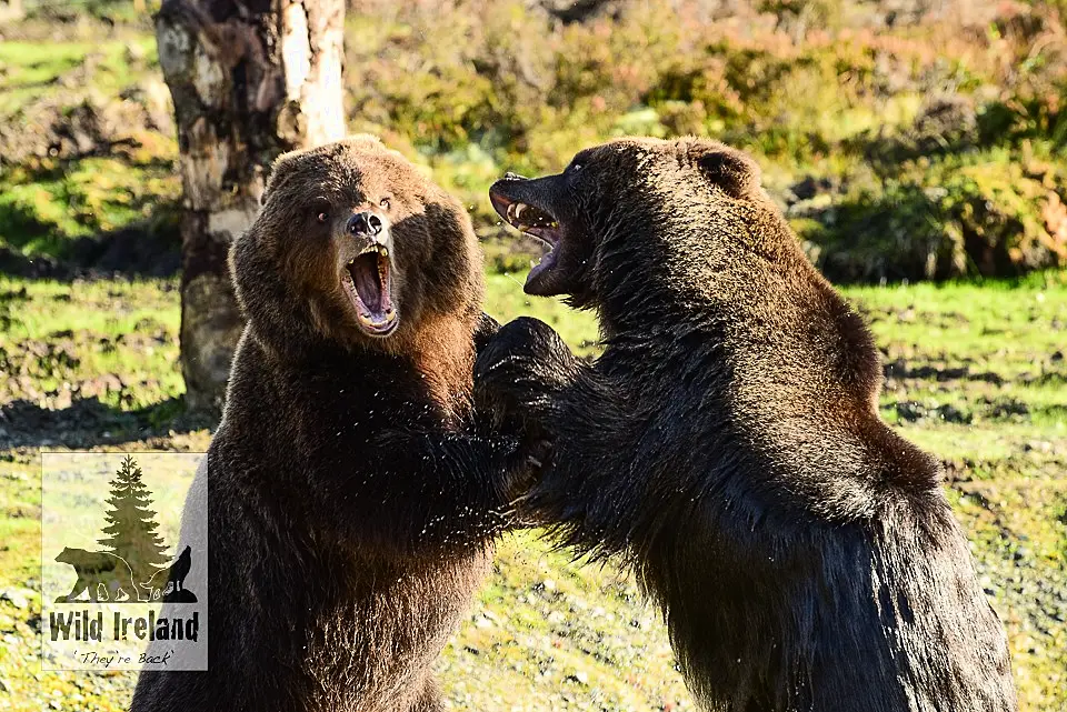 wild animals ireland donegal bears boarlets boars wild boar