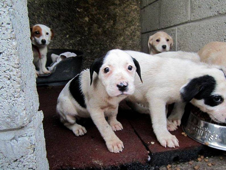 Warnings of 'dog-nappings' in Waterford