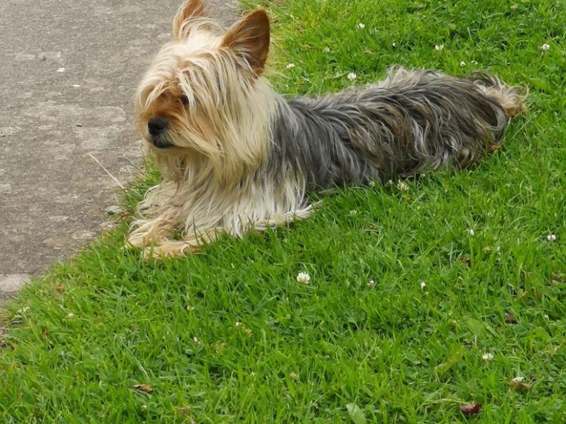 Found: a Yorkshire Terrier