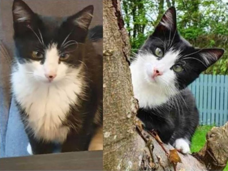 Lost: Black and White Cat