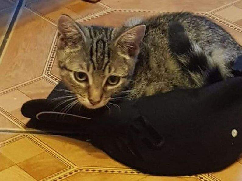 Lost: 4 month old kitten