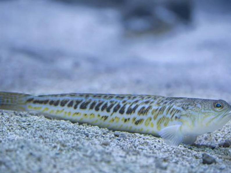 Waterford swimmers advised to watch out for weever fish at low-tide