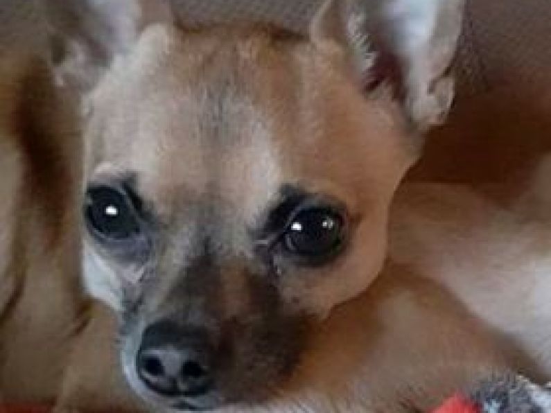 Missing: Fawn coloured chihuahua from the Lisduggan Area