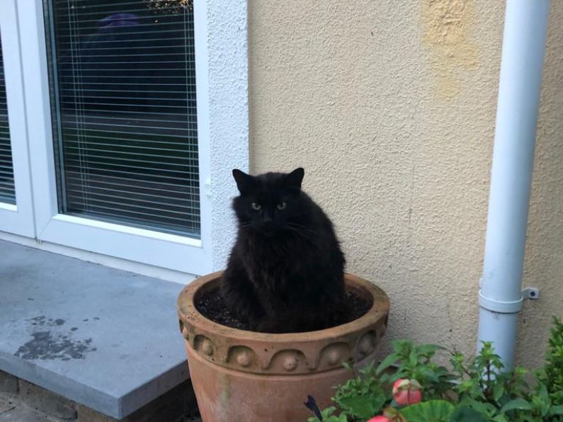 Missing: Black Persian cat from the Cappoquinn area.