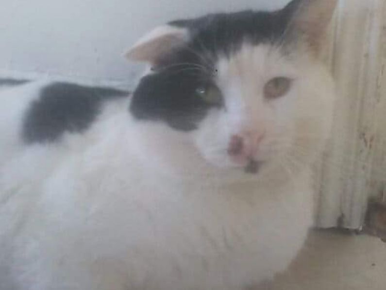 Lost: Black and White Cat