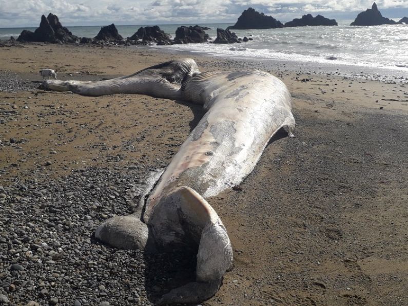 Whale washes up on Waterford beach